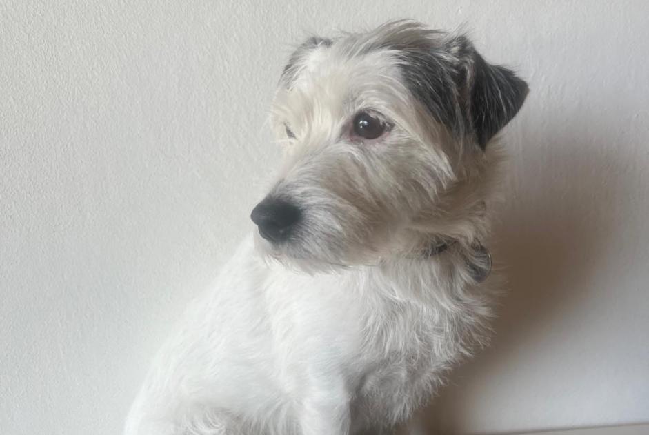 Vermisstmeldung Hund  Weiblich , 9 jahre Collonges-sous-Salève Frankreich