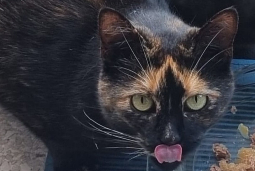 Vermisstmeldung Katze  Weiblich , 6 jahre Beuvrages Frankreich