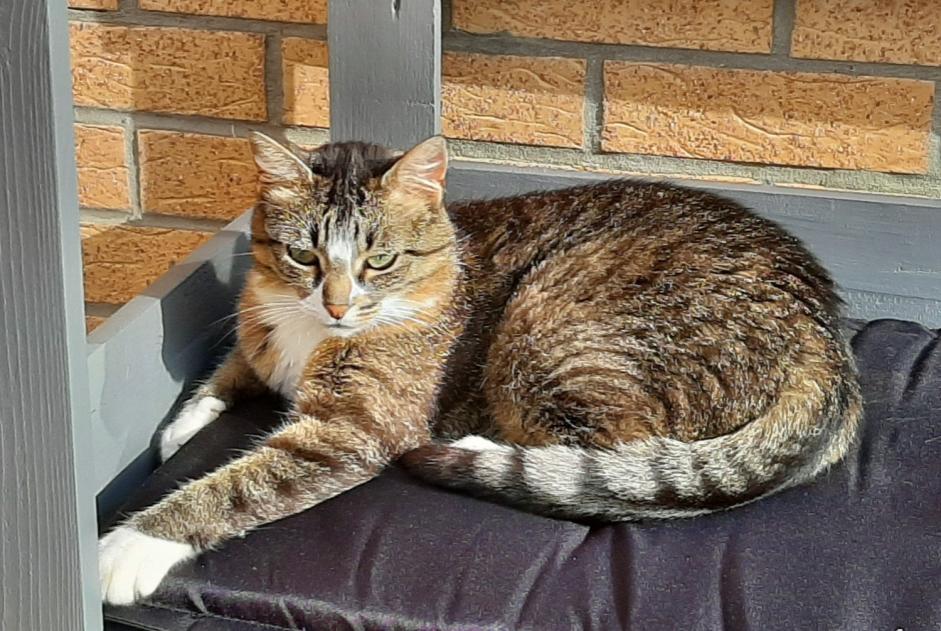 Vermisstmeldung Katze  Weiblich , 9 jahre Leffrinckoucke Frankreich