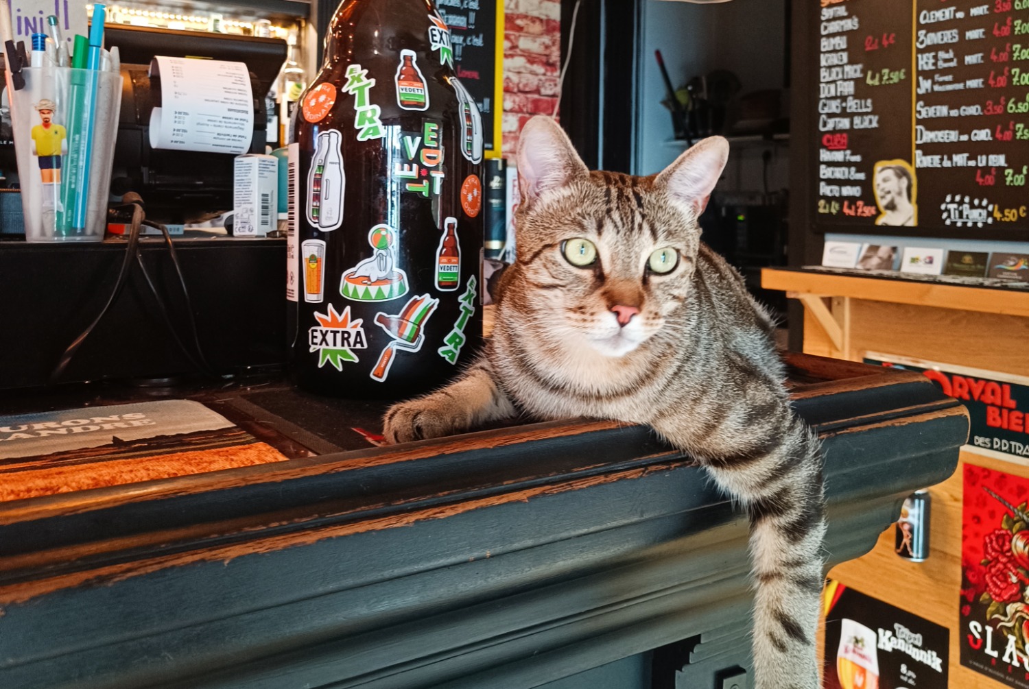 Vermisstmeldung Katze Männliche , 2 jahre Albertville Frankreich