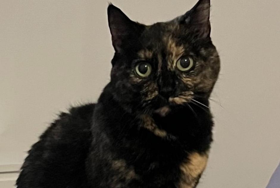 Vermisstmeldung Katze Weiblich , 14 jahre Le Perrier Frankreich