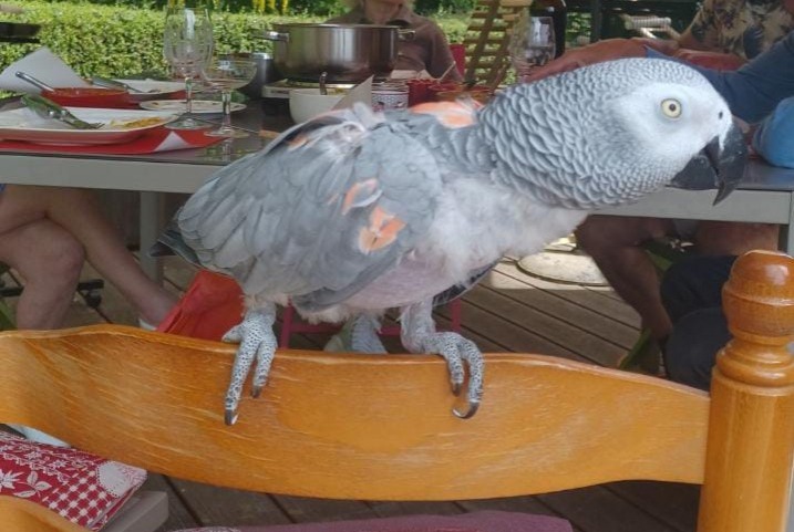 Vermisstmeldung Vogel Weiblich , 2024 jahre Veigy-Foncenex Frankreich