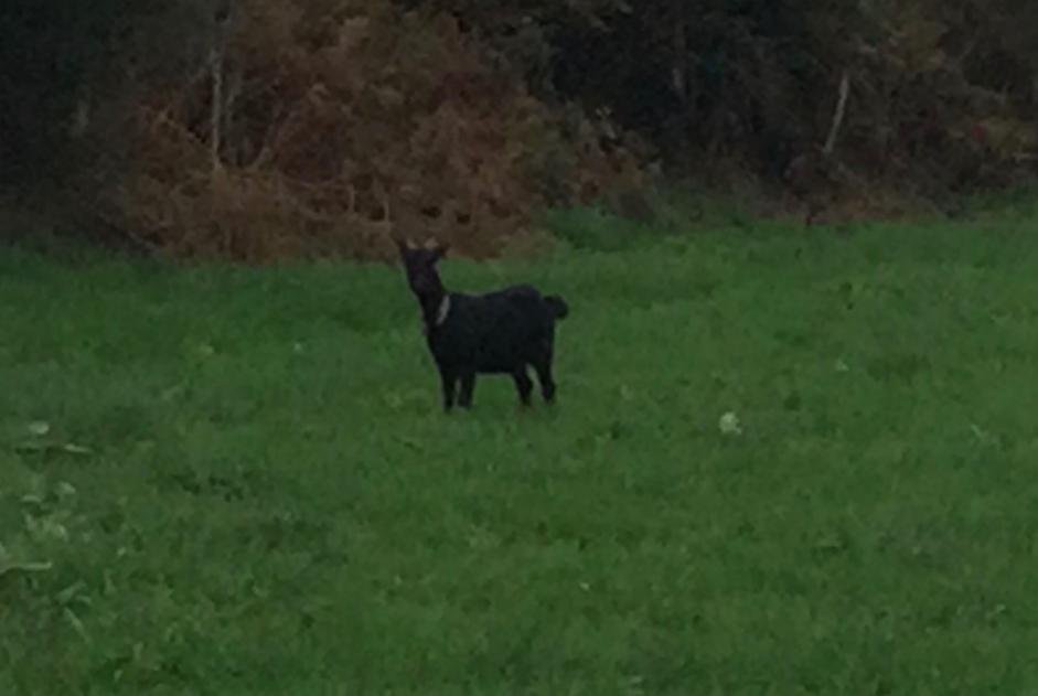 Fundmeldung Ziege Weiblich Vire-Normandie Frankreich