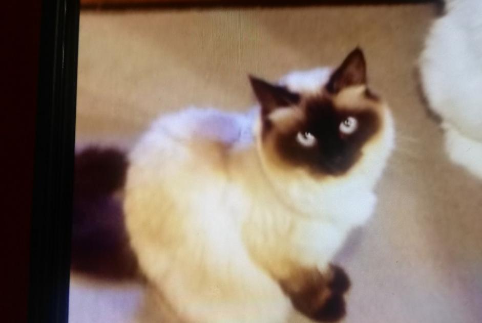 Disappearance alert Cat miscegenation Female , 12 years Chignin France