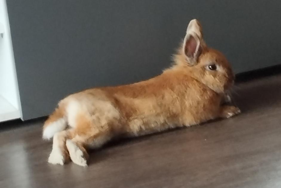 Disappearance alert Rabbit Male , 2024 years Villeneuve-d'Ascq France