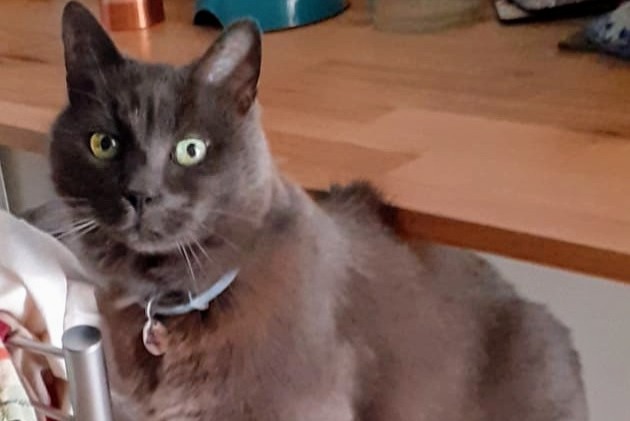 Alerta de Desaparición Gato Macho , 13 años Louviers Francia