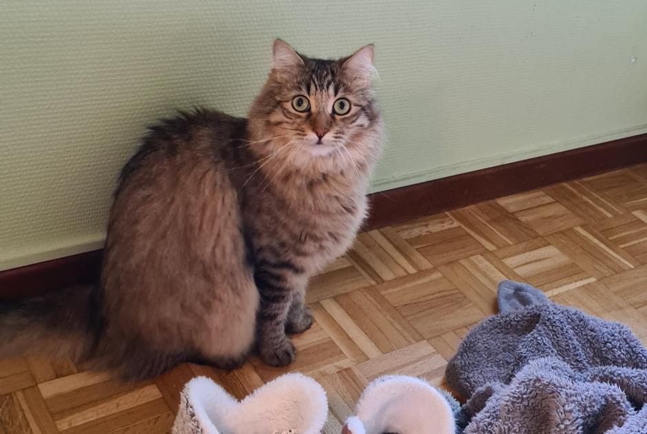 Alerta de Desaparición Gato Macho , 3 años Colomiers Francia