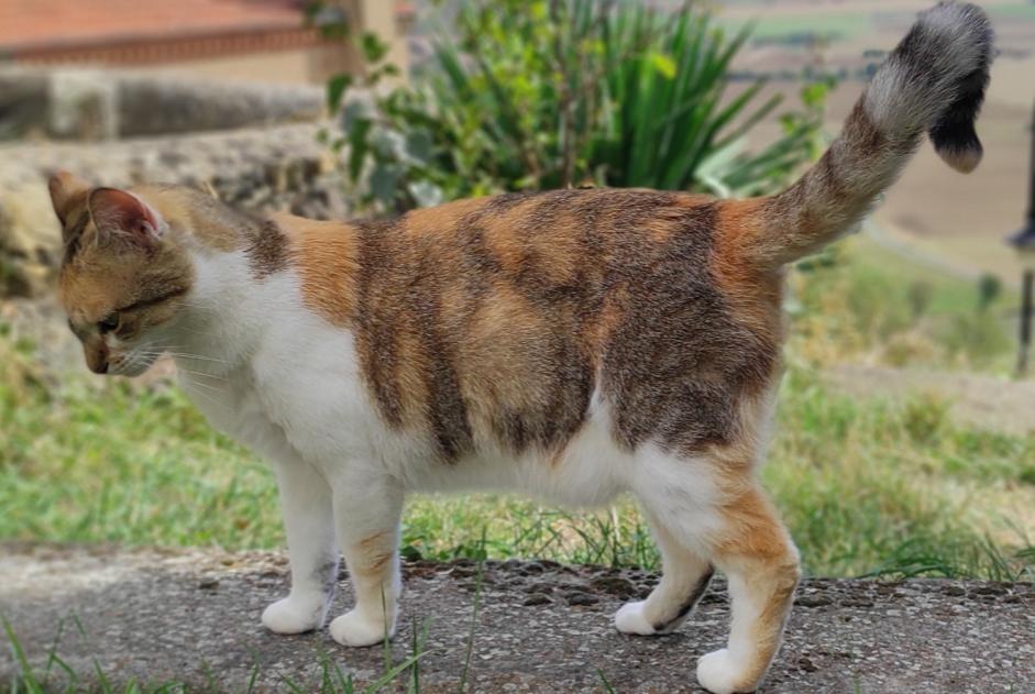 Alerta de Desaparición Gato  Hembra , 3 años Nonette-Orsonnette Francia