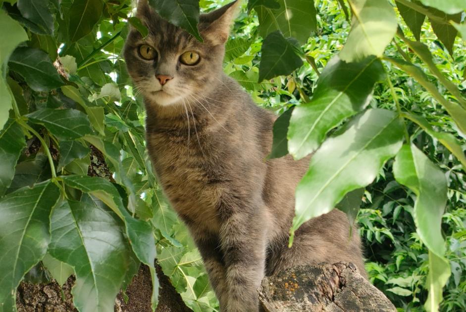 Alerta de Desaparición Gato Hembra , 15 años Le Fenouiller Francia