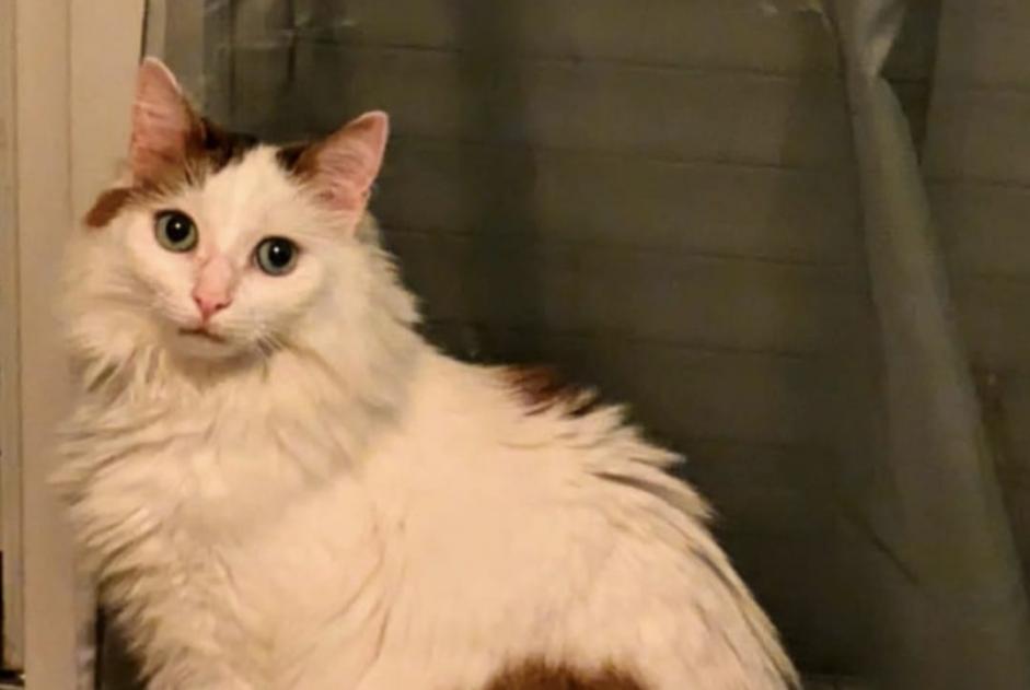 Alerte Disparition Chat  Mâle , 6 ans Toulouse France