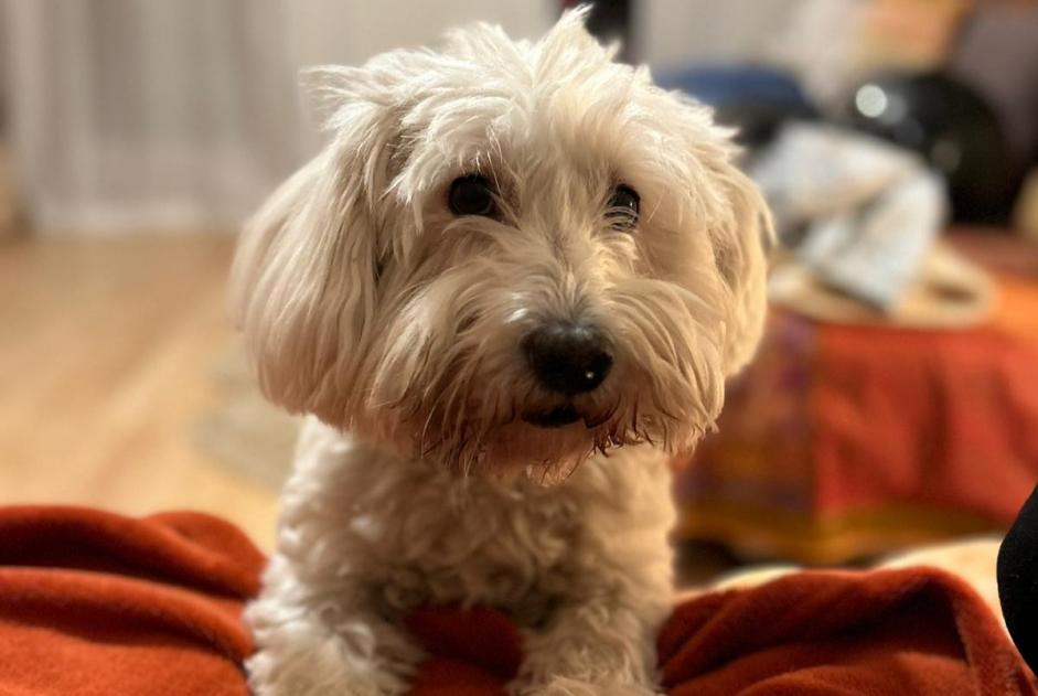 Alerte Disparition Chien  Mâle , 9 ans Thorigny France