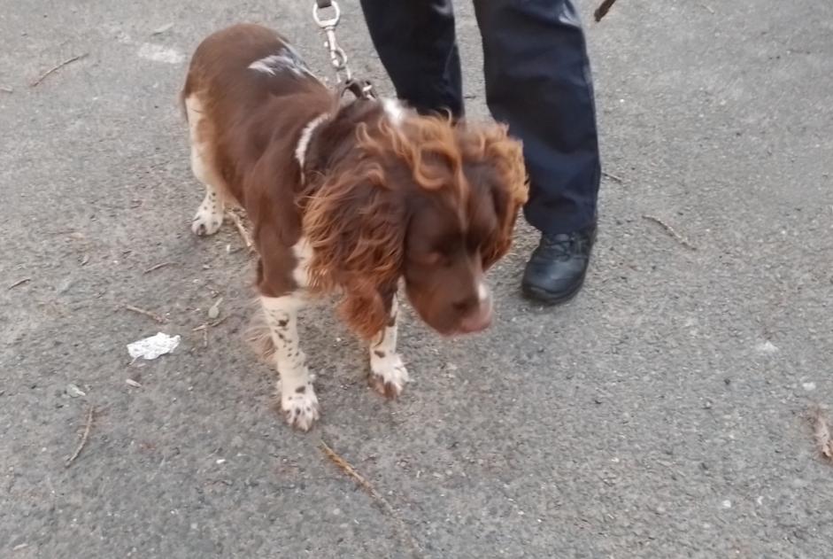 Alerte Découverte Chien  Femelle Saint-Martin-en-Haut France