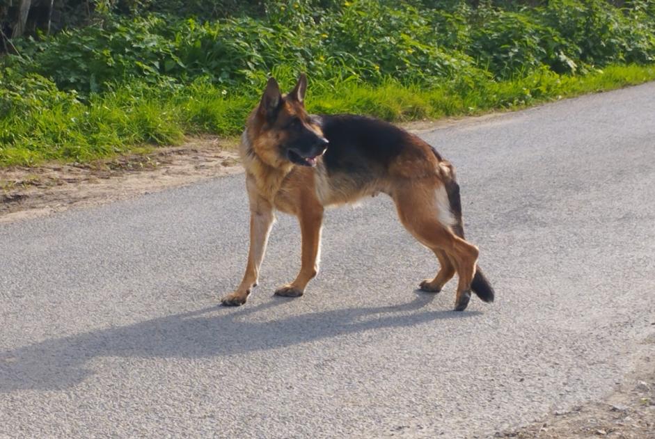 Alerte Découverte Chien  Inconnu Sainte-Cécile France