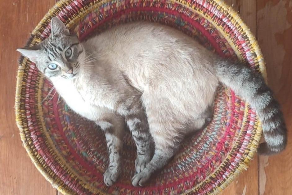 Avviso scomparsa Gatto Maschio , 2 anni Lyon Francia