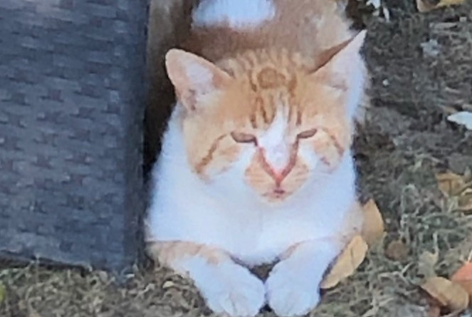 Avviso scomparsa Gatto Maschio , 3 anni Saint-Priest Francia