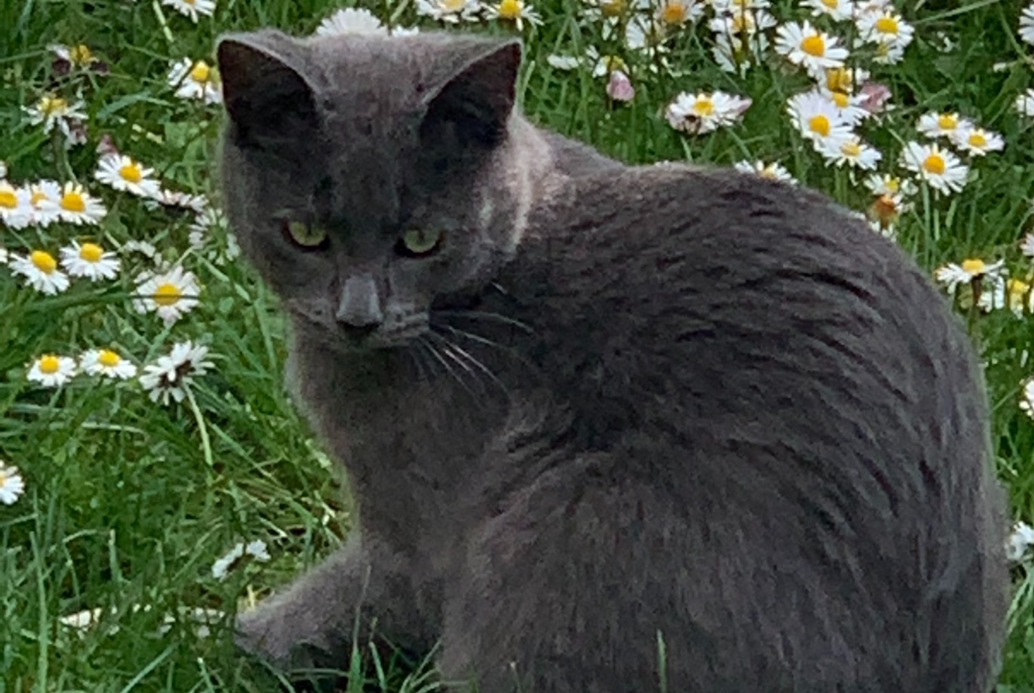 Avviso scomparsa Gatto  Maschio , 3 anni Le Perrier Francia