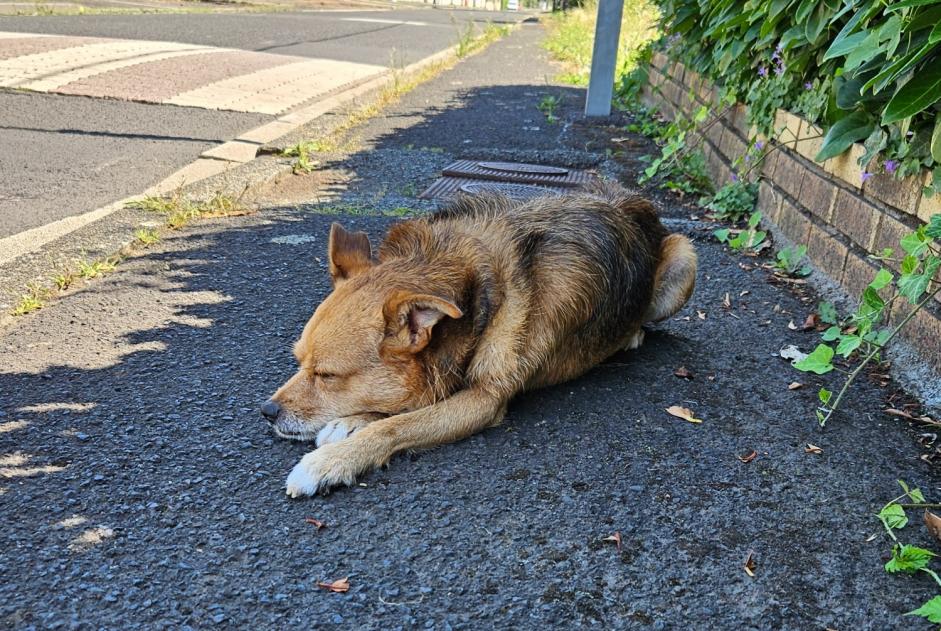 Ontdekkingsalarm Hond rassenvermenging Mannetje Riom Frankrijk