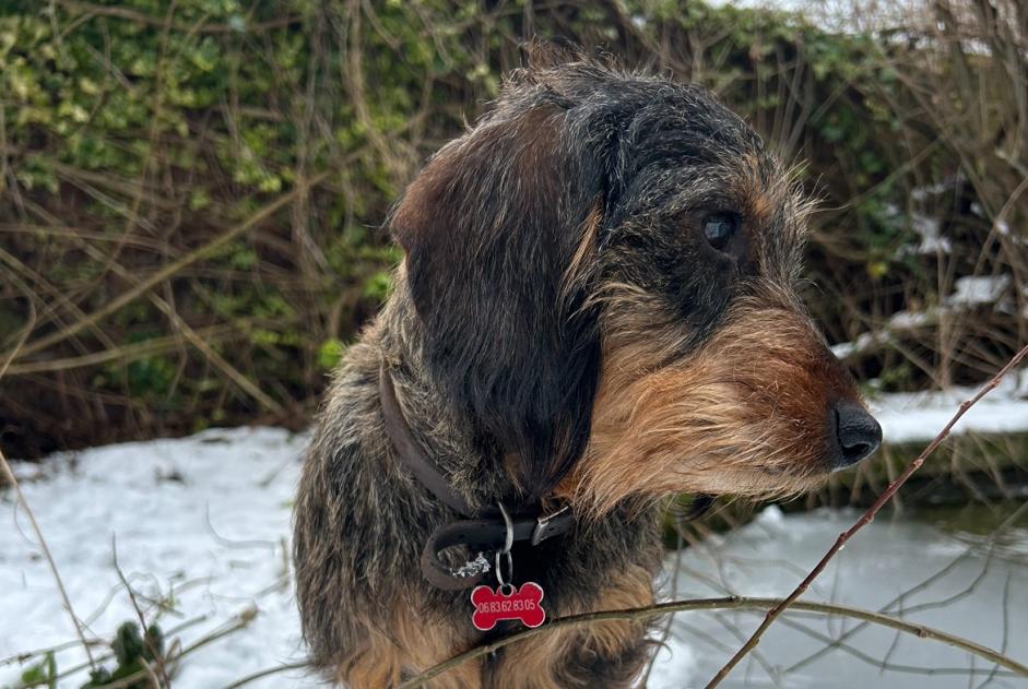 Verdwijningsalarm Hond  Vrouwtje , 2 jaar Marchiennes Frankrijk