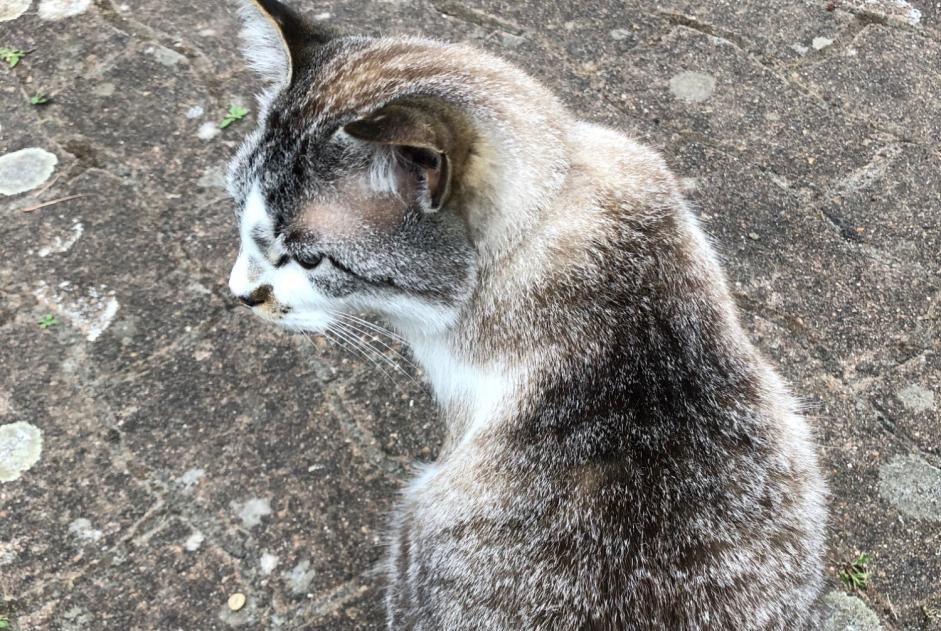 Verdwijningsalarm Kat rassenvermenging Mannetje , 4 jaar Le Lesme Frankrijk